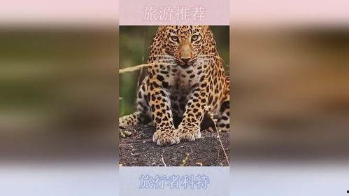 印度野生豹,神秘森林中的王者传奇