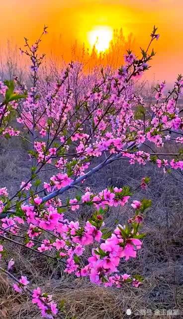 在桃花盛开的地方,诗意栖息的世外桃源