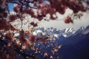 恰似人间芳菲尽,芳菲尽处话人间