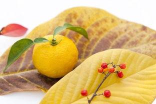 柚子娱乐吃瓜,揭秘娱乐圈最新吃瓜事件，带你领略明星幕后故事